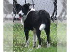 Border Collie DOG FOR ADOPTION RGADN-1356172 - Mozart & Moxie - Border Collie