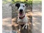 Greyhound Mix DOG FOR ADOPTION RGADN-1356176 - SPOT - Greyhound / Mixed (medium