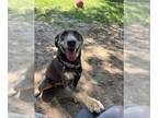 Greyhound-Labrador Retriever Mix DOG FOR ADOPTION RGADN-1356177 - GYPSIE -