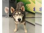 Mix DOG FOR ADOPTION RGADN-1356185 - BRUNO-SKI - Husky (medium coat) Dog For