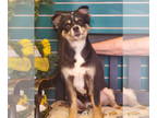 Australian Shepherd DOG FOR ADOPTION RGADN-1356189 - Tatum - Australian Shepherd
