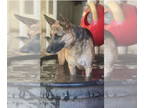 German Shepherd Dog DOG FOR ADOPTION RGADN-1356191 - Athena - German Shepherd