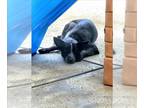 Australian Cattle Dog DOG FOR ADOPTION RGADN-1356224 - A043262 - Queensland