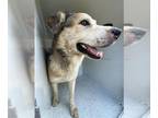 Mix DOG FOR ADOPTION RGADN-1356230 - MURPHY - Husky (long coat) Dog For