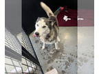 Mix DOG FOR ADOPTION RGADN-1356265 - Blue - Husky Dog For Adoption