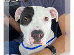 Bull Terrier DOG FOR ADOPTION RGADN-1356283 - Cosmo - Bull Terrier / American