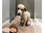 Great Pyrenees Mix DOG FOR ADOPTION RGADN-1356351 - COOPER - Great Pyrenees /