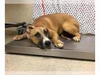 Labrador Retriever Mix DOG FOR ADOPTION RGADN-1356373 - Dog - Labrador Retriever