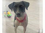 Pointer DOG FOR ADOPTION RGADN-1356396 - Ally - Pointer / Beagle (medium coat)