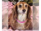 Dachshund DOG FOR ADOPTION RGADN-1356398 - Carley - Dachshund (long coat) Dog