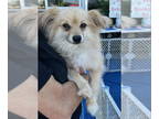 Pomeranian Mix DOG FOR ADOPTION RGADN-1356399 - Joshua - Pomeranian / Mixed Dog