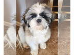 Shih Tzu DOG FOR ADOPTION RGADN-1356400 - Rascal - Shih Tzu (medium coat) Dog