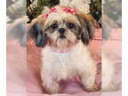 Shih Tzu DOG FOR ADOPTION RGADN-1356404 - Sunshine - Shih Tzu (medium coat) Dog