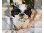 Shih Tzu DOG FOR ADOPTION RGADN-1356407 - Flo - Shih Tzu (medium coat) Dog For