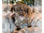 Shih Tzu DOG FOR ADOPTION RGADN-1356409 - Rosie - Shih Tzu (medium coat) Dog For