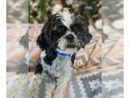 Shih Tzu DOG FOR ADOPTION RGADN-1356416 - Dominic - Shih Tzu (medium coat) Dog