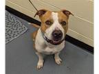 American Staffordshire Terrier Mix DOG FOR ADOPTION RGADN-1356421 - BUDDY -
