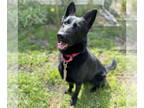 German Shepherd Dog DOG FOR ADOPTION RGADN-1356458 - Nero - German Shepherd Dog