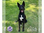 German Shepherd Dog Mix DOG FOR ADOPTION RGADN-1356486 - SUGAR - German Shepherd