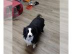 Border Collie DOG FOR ADOPTION RGADN-1356509 - CHARLES - Border Collie (medium