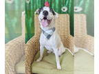 Australian Shepherd Mix DOG FOR ADOPTION RGADN-1356517 - Onyx - Australian
