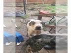 Catahoula Leopard Dog-Great Dane Mix DOG FOR ADOPTION RGADN-1356542 - REMY -