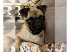 Pug DOG FOR ADOPTION RGADN-1356577 - Patsy - Pug / Boston Terrier (short coat)