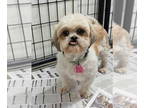 Shih Tzu DOG FOR ADOPTION RGADN-1356578 - Gia Fern - Shih Tzu Dog For Adoption