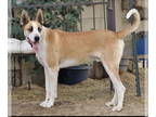 Great Dane Mix DOG FOR ADOPTION RGADN-1356580 - MARMADUKE - Great Dane / Mixed