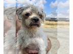 Shih Tzu Mix DOG FOR ADOPTION RGADN-1356599 - EMOJI - Shih Tzu / Yorkshire