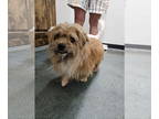 Shih Tzu Mix DOG FOR ADOPTION RGADN-1356600 - TAKUMI - Shih Tzu / Mixed Dog For