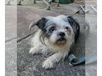 Shih Tzu Mix DOG FOR ADOPTION RGADN-1356601 - SHAY SHAY - Shih Tzu / Mixed Dog
