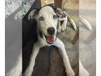 Labrador Retriever-Siberian Husky Mix DOG FOR ADOPTION RGADN-1356614 - BLEU -