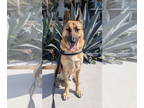 German Shepherd Dog Mix DOG FOR ADOPTION RGADN-1356624 - Hennessey - German