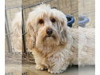 Dachshund DOG FOR ADOPTION RGADN-1356638 - Lucie - Dachshund (medium coat) Dog
