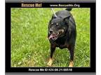 German Shepherd Dog Mix DOG FOR ADOPTION RGADN-1356651 - Bella - German Shepherd