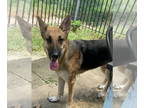 German Shepherd Dog Mix DOG FOR ADOPTION RGADN-1356671 - Mary Belle - German
