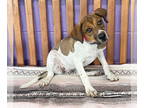 Boxador DOG FOR ADOPTION RGADN-1356715 - **TINKERBELL** - Labrador Retriever /
