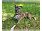 American Pit Bull Terrier Mix DOG FOR ADOPTION RGADN-1356726 - ZADIE - Pit Bull