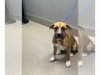 Bullboxer Pit DOG FOR ADOPTION RGADN-1356772 - MACKONIE - Boxer / Pit Bull