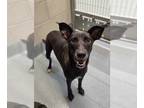 Australian Kelpie Mix DOG FOR ADOPTION RGADN-1356804 - FREYDIS - Australian