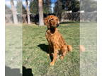 Golden Retriever Mix DOG FOR ADOPTION RGADN-1356825 - Cooper (courtesy) - Golden