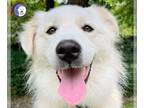 Great Pyrenees DOG FOR ADOPTION RGADN-1356853 - Sawana - Great Pyrenees (long