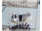 Huskies -Pomeranian Mix DOG FOR ADOPTION RGADN-1356905 - Sassy - Pomeranian /