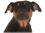 Rottweiler Mix DOG FOR ADOPTION RGADN-1356945 - Elijah - Rottweiler / Mixed