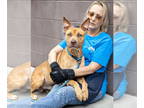 Carolina Dog-Vizsla Mix DOG FOR ADOPTION RGADN-1356947 - Dodger Lizman - Vizsla