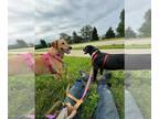 Labrador Retriever DOG FOR ADOPTION RGADN-1356953 - Fiona - Labrador Retriever