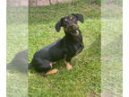 Dachshund DOG FOR ADOPTION RGADN-1357001 - Oliver - Dachshund (short coat) Dog