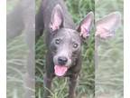 Miniature Pinscher DOG FOR ADOPTION RGADN-1357005 - Hercules - Miniature