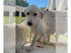 Golden Labrador DOG FOR ADOPTION RGADN-1357008 - Keisha - Golden Retriever /